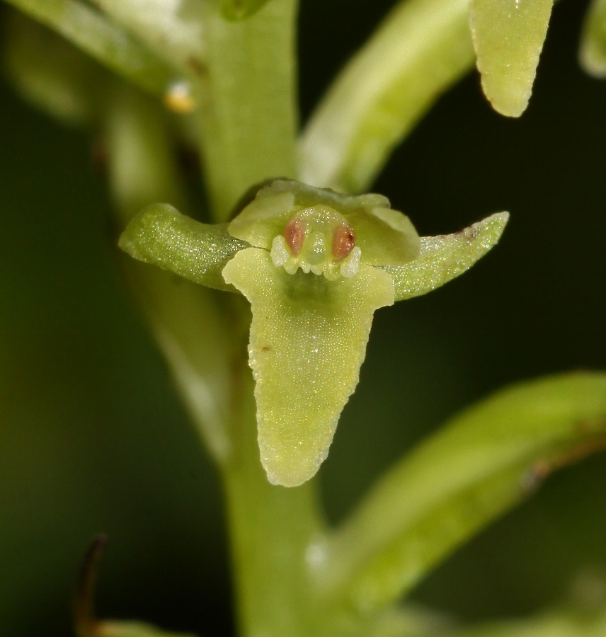 Image of Tulotis ussuriensis specimen.