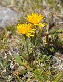 Crepis chrysantha. Цветущее растение. Бурятия, Окинский р-н, перевал Черби, ≈ 2400 м н.у.м., горная тундра. 10.07.2015.