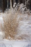 genus Calamagrostis. Высохшее прошлогоднее плодоносящее растение. Иркутская обл., окр. спортивно-оздоровительного лагеря \"Политехник\", берег р. Ангара. 04.01.2014.