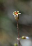 Holosteum umbellatum