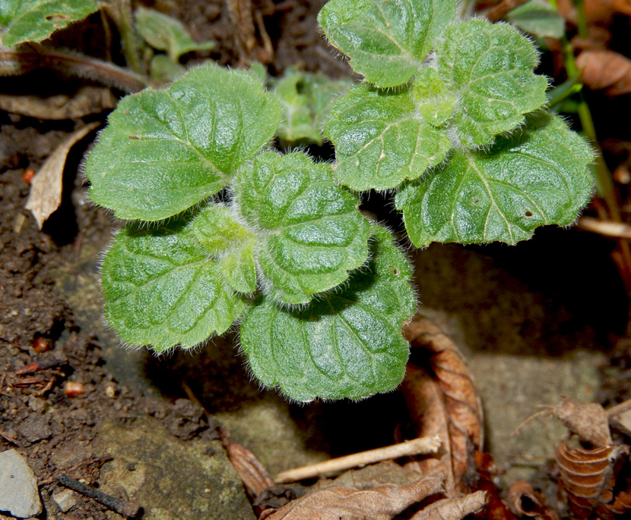 Изображение особи Melissa officinalis.