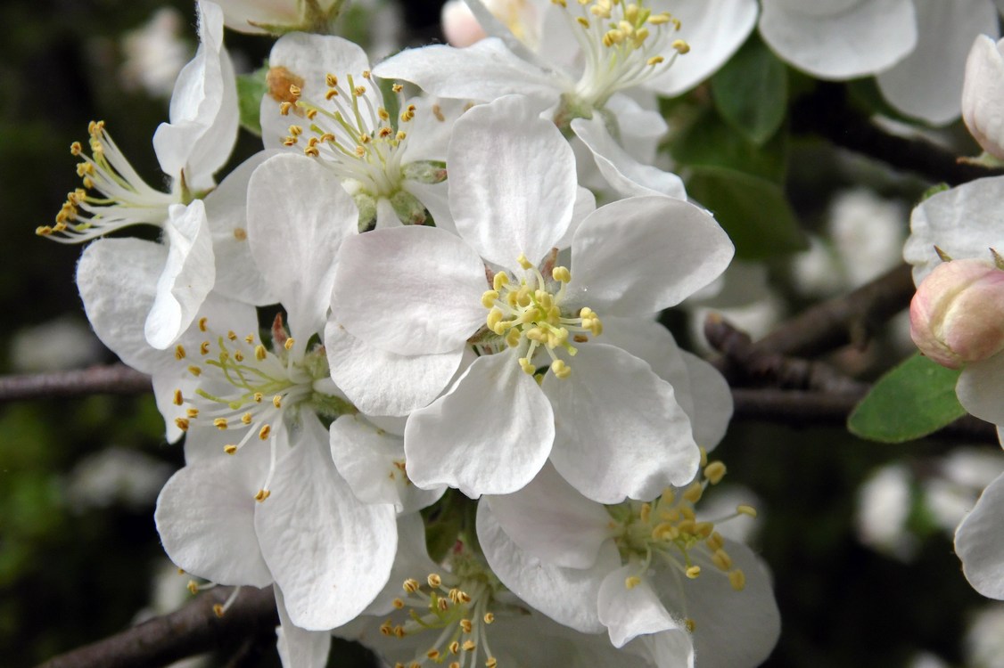 Image of Malus orientalis specimen.