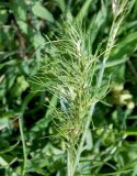 Poa bulbosa ssp. vivipara