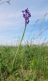 Anacamptis morio ssp. caucasica