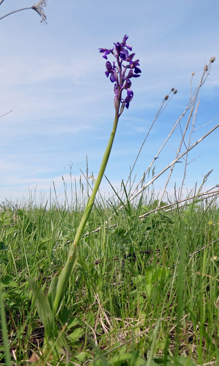 Image of Anacamptis morio ssp. caucasica specimen.