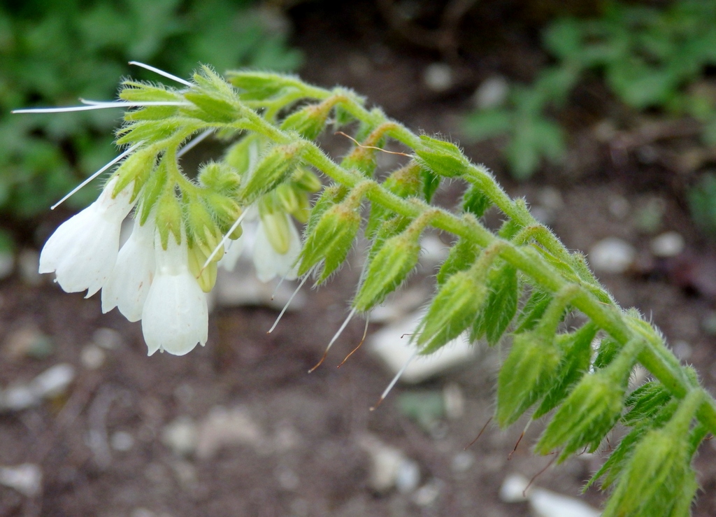 Image of Symphytum tauricum specimen.