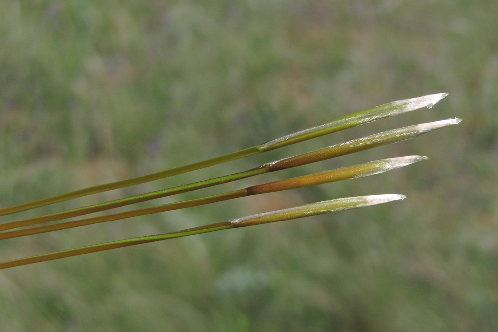 Image of Stipa pulcherrima specimen.