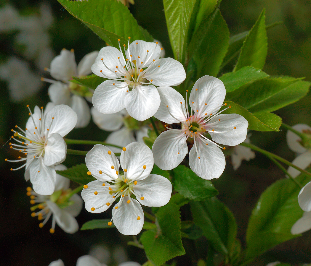 Изображение особи Cerasus vulgaris.