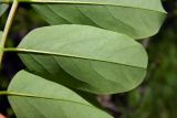 Robinia pseudoacacia