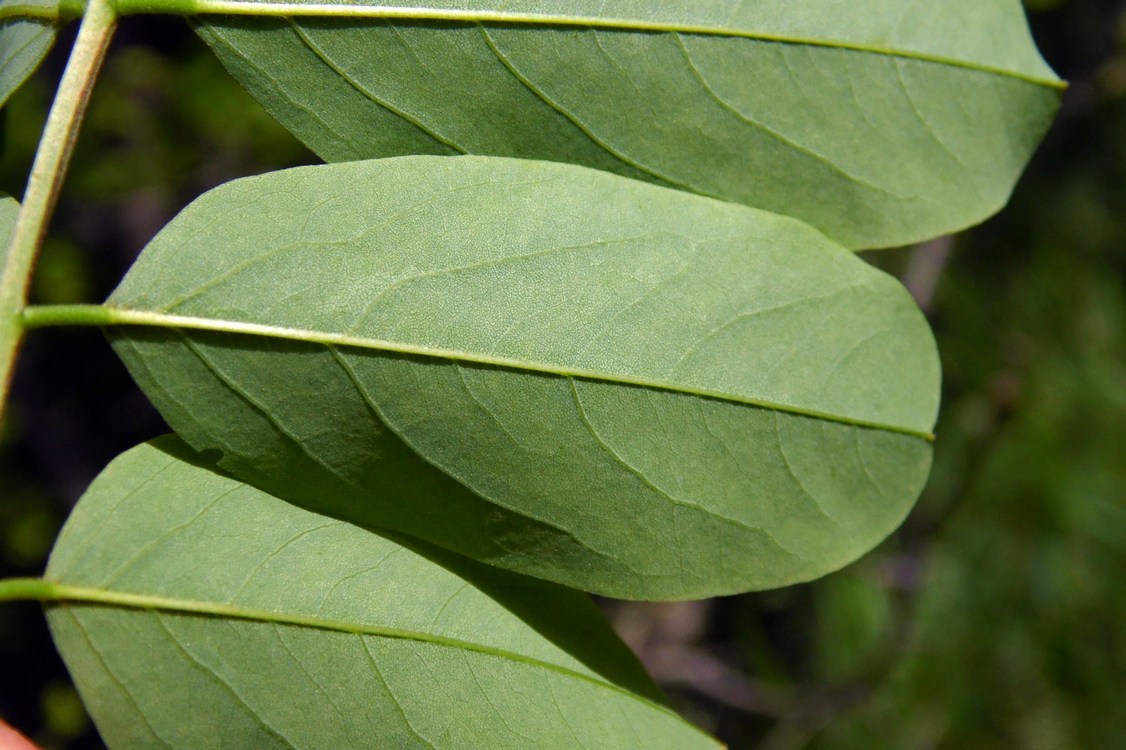 Image of Robinia pseudoacacia specimen.