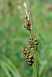 Carex turkestanica. Верхушка побега плодоносящего растения. Узбекистан, Ташкентская обл., зап. отроги Чаткальского хр., гора Бол. Чимган, ущ. Аксая. 22.05.2016.