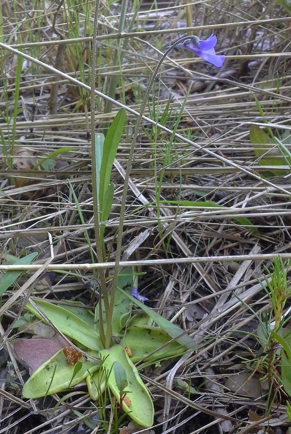 Изображение особи Pinguicula vulgaris.