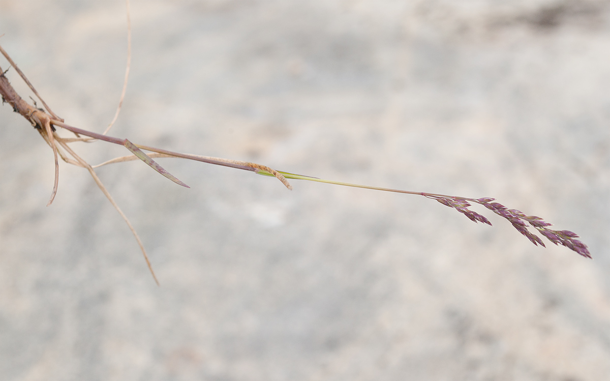 Image of Poa alpigena specimen.