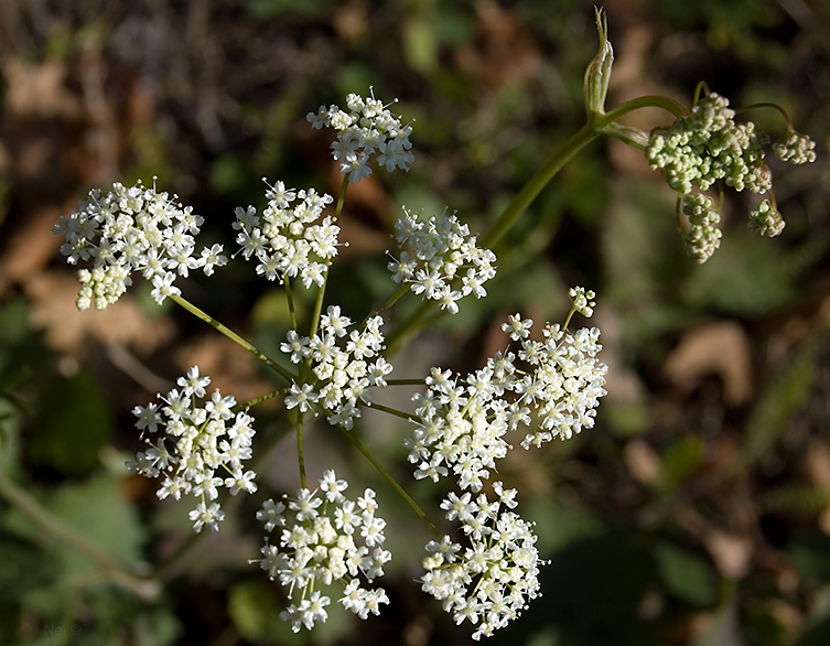 Изображение особи Pimpinella nigra.