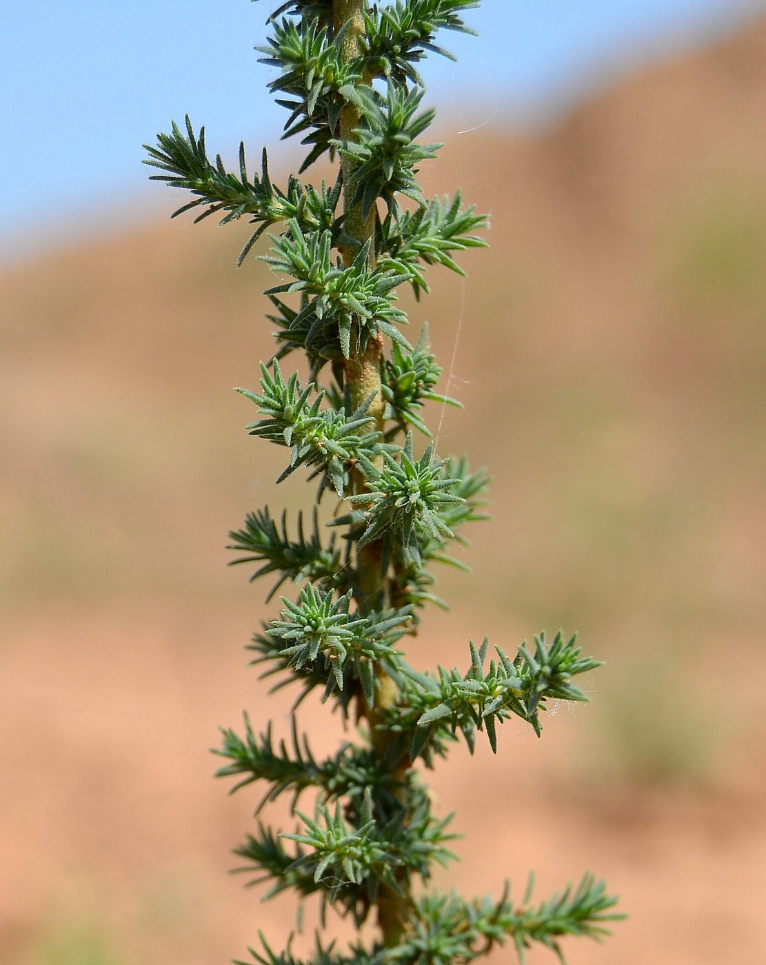 Изображение особи Camphorosma monspeliaca.