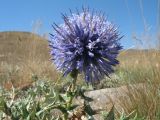 Echinops pubisquameus