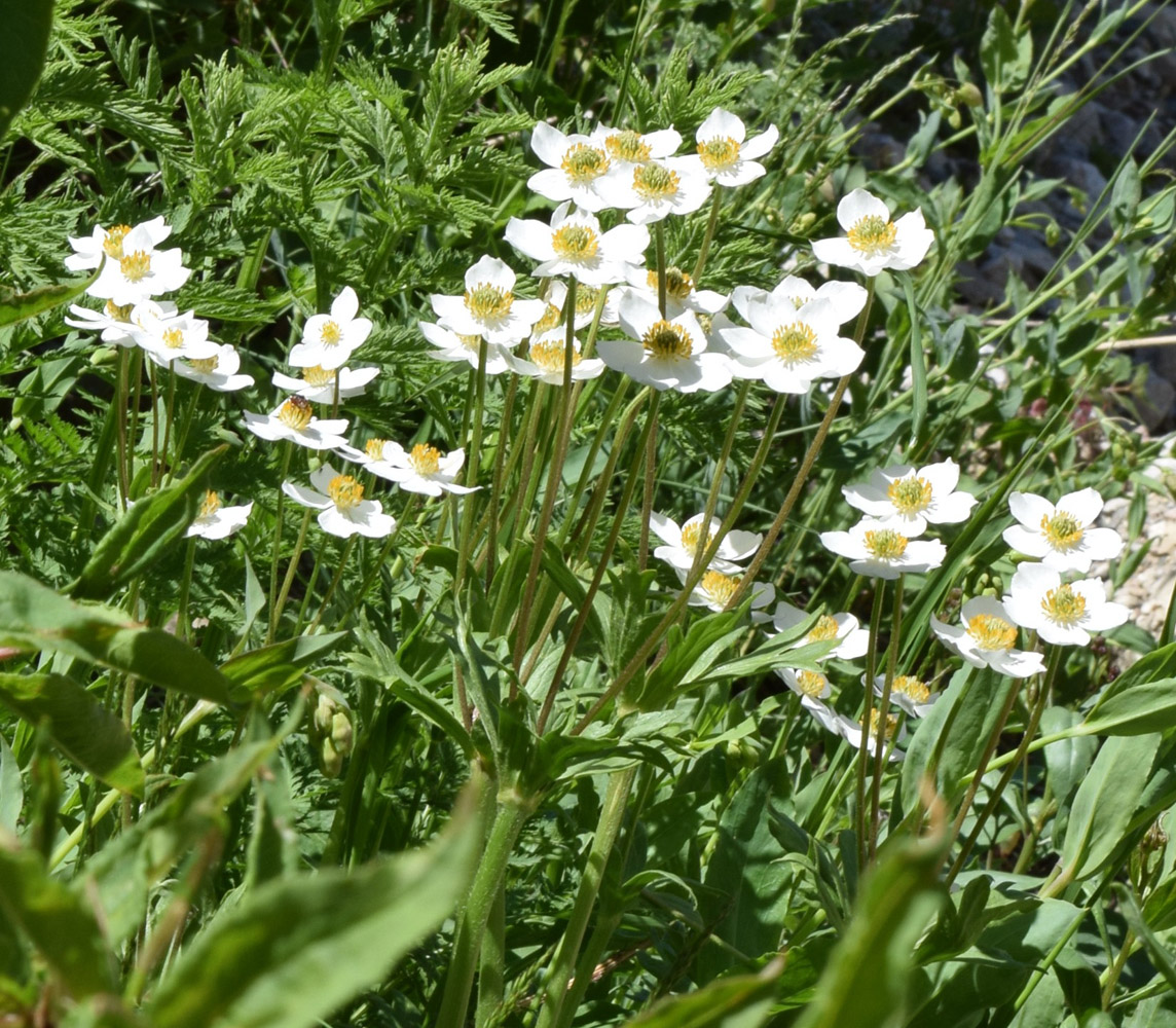 Изображение особи Anemonastrum protractum.