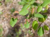 Amelanchier spicata. Веточка с невызревшими соплодиями. Псковская обл., Печорский р-н, восточный склон Изборско-Мальской долины близ южной оконечности Мальского озера, молодой сосняк по гари на карболитозёме. 29.05.2016.