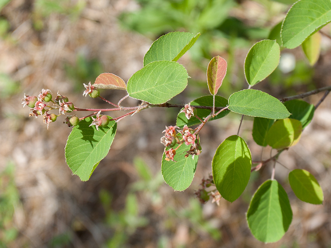 Изображение особи Amelanchier spicata.