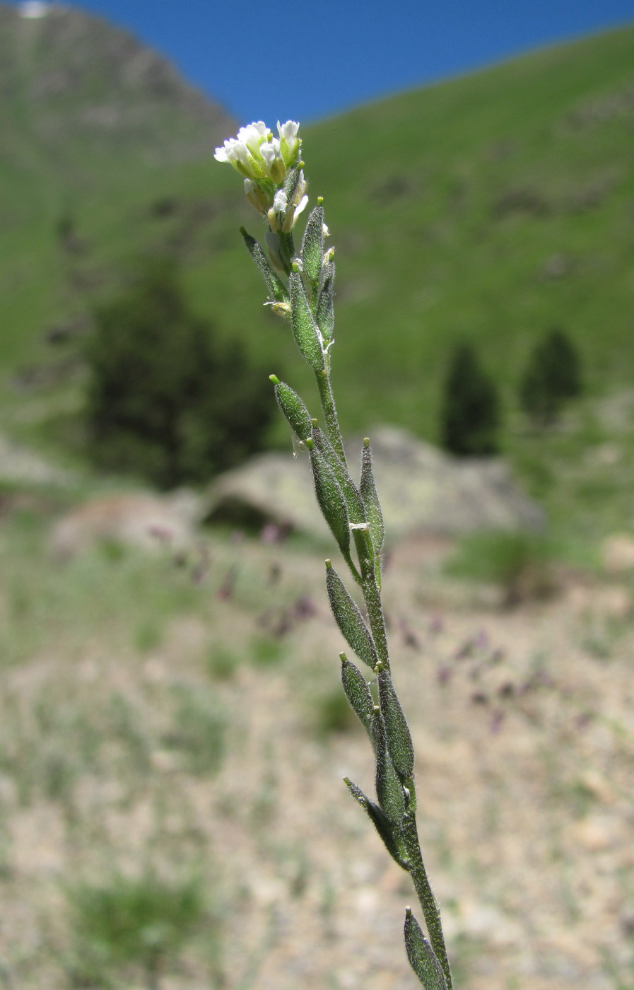 Изображение особи Draba stylaris.