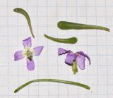 Matthiola variety bolleana