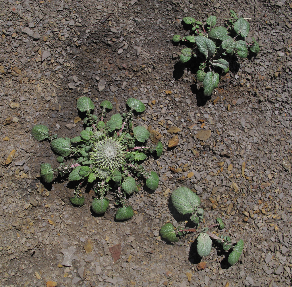 Image of Jurinella moschus specimen.