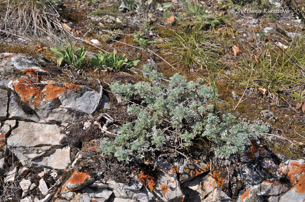 Изображение особи Artemisia frigida.