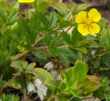 Potentilla erecta