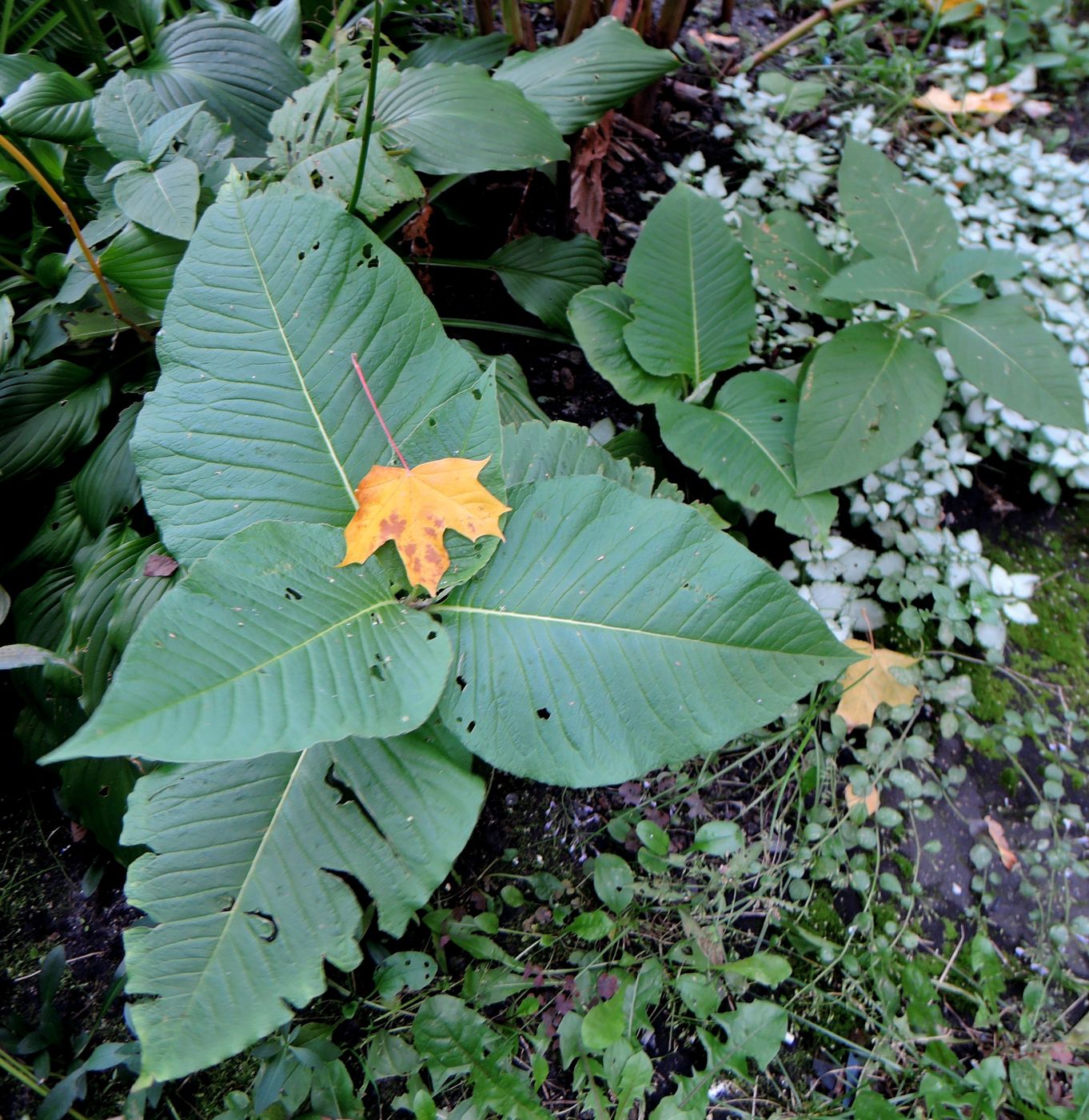 Изображение особи Aconogonon weyrichii.