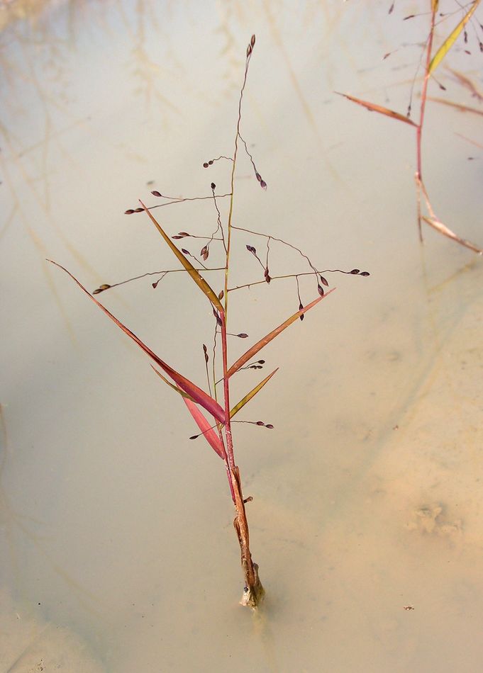 Image of Panicum bisulcatum specimen.