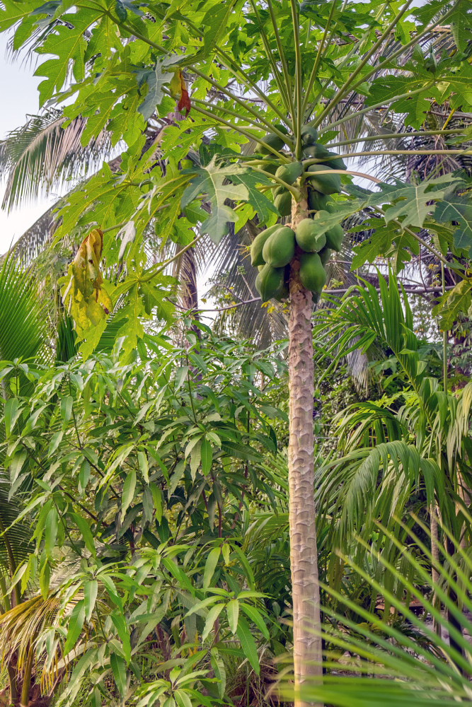 Image of Carica papaya specimen.