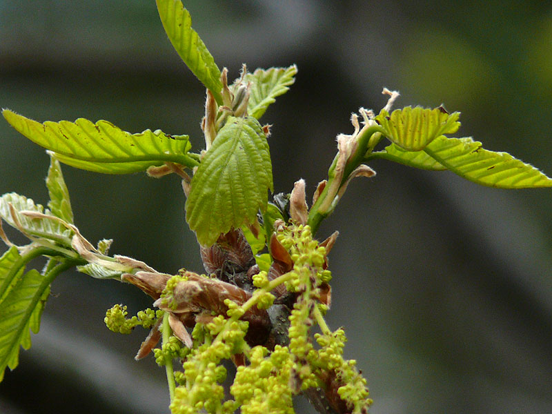 Image of Quercus iberica specimen.