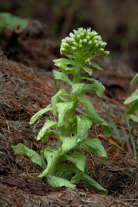 Image of Petasites amplus specimen.