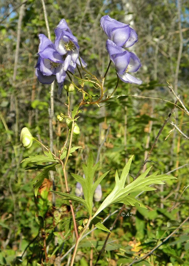 Изображение особи Aconitum ambiguum.