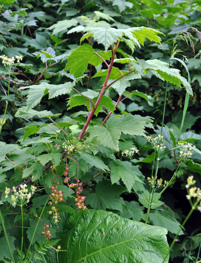 Image of Ribes biebersteinii specimen.