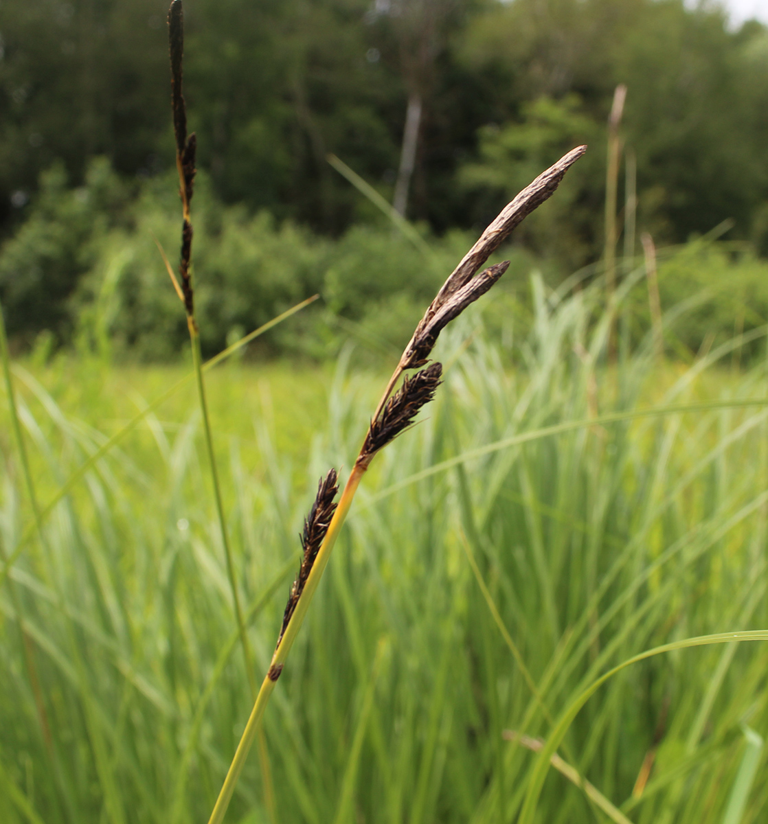 Изображение особи Carex omskiana.