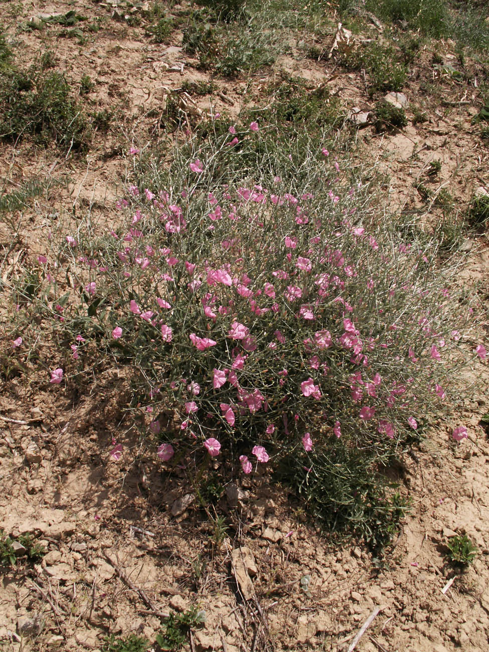 Image of Convolvulus subhirsutus specimen.