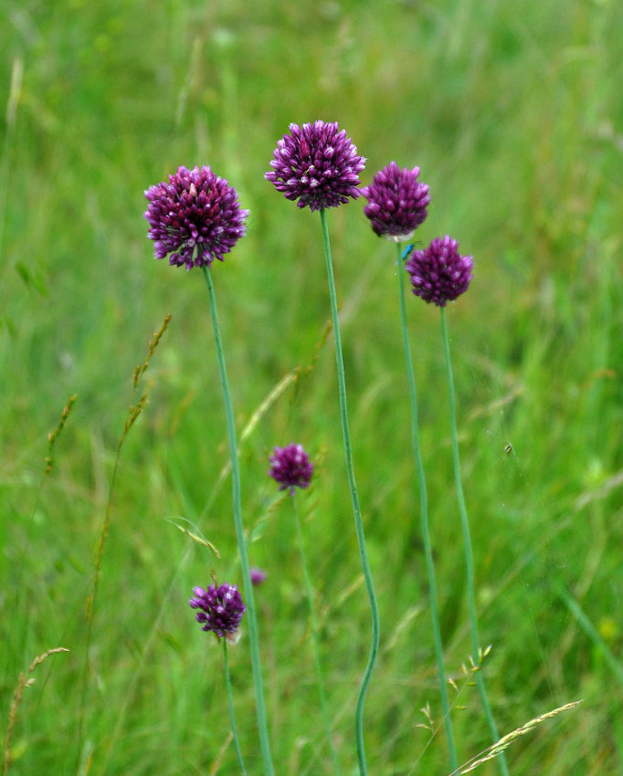 Image of Allium rotundum specimen.