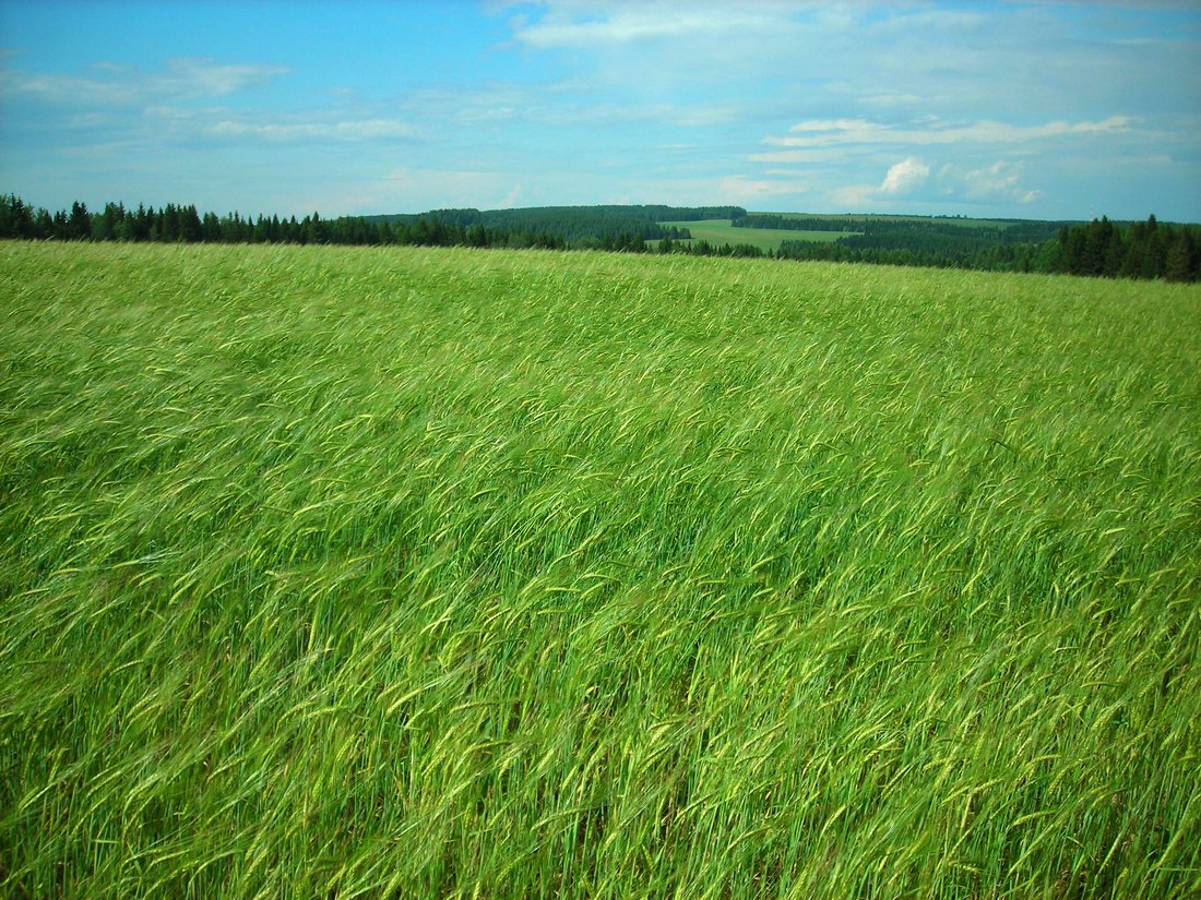 Image of Hordeum distichon specimen.