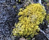 Vulpicida tilesii. Таллом. Полярный Урал, верховье реки Левая Пайера. Июль.