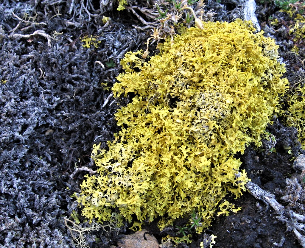 Image of Vulpicida tilesii specimen.