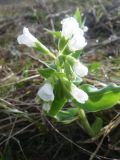 Pulmonaria mollis. Верхушка цветущего растения (белоцветковая форма). Республика Алтай, Усть-Коксинский р-н, Уймонская долина, окр. с. Усть-Кокса. 29.04.2016.