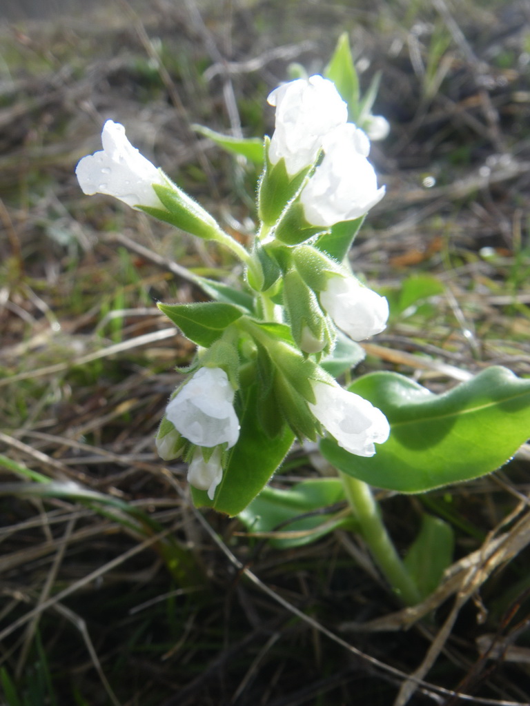 Изображение особи Pulmonaria mollis.