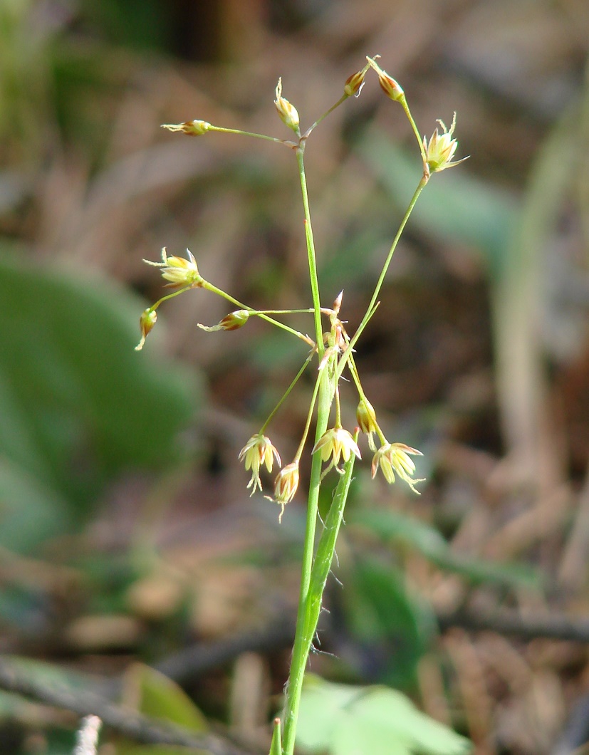 Image of Luzula pilosa specimen.