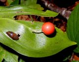 Ruscus colchicus