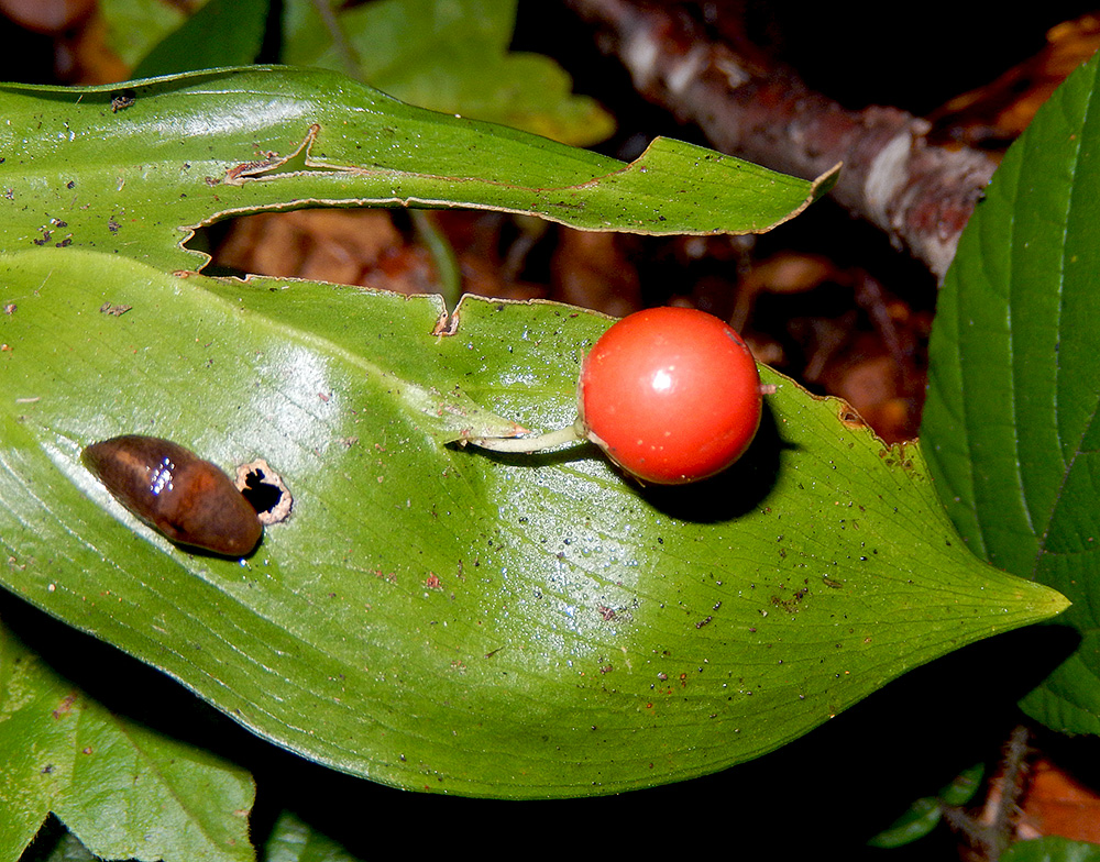 Изображение особи Ruscus colchicus.