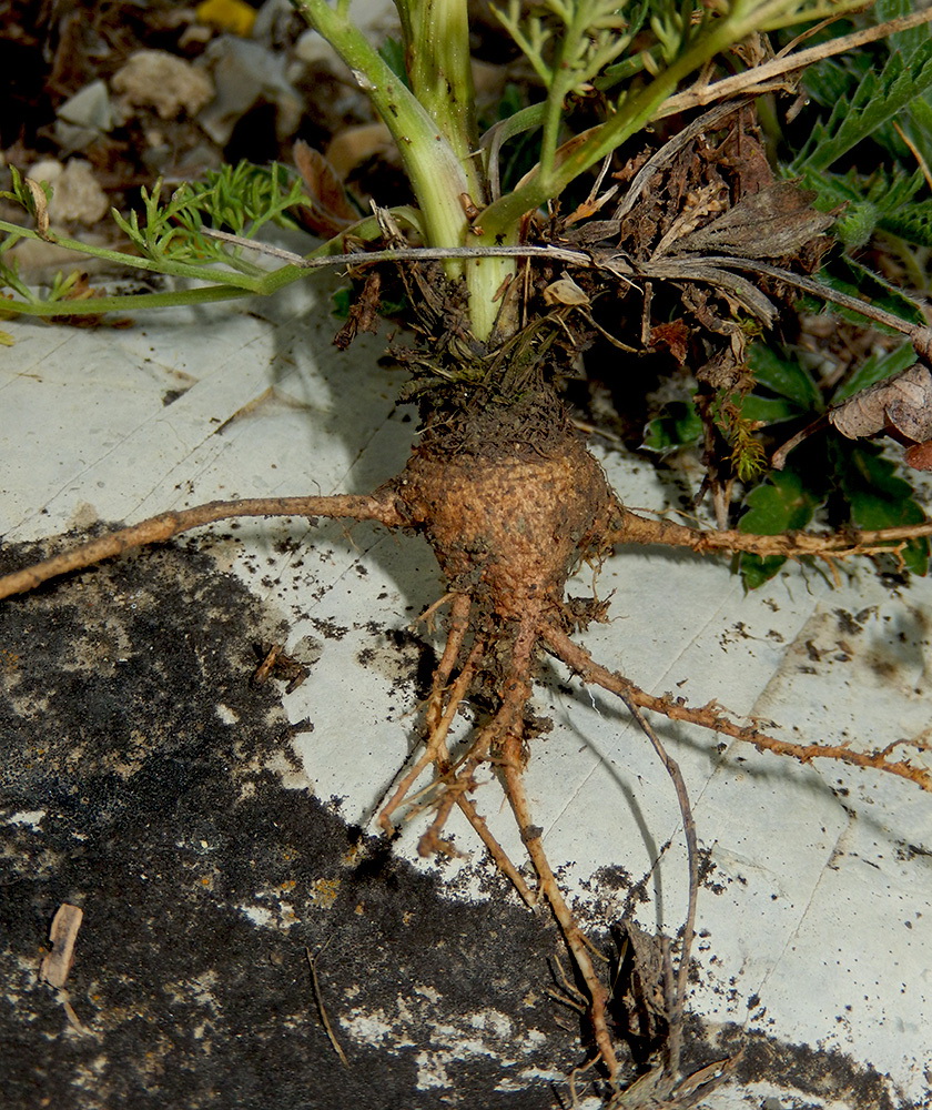 Image of Trinia hispida specimen.