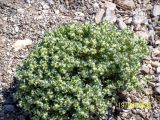 Atriplex holocarpa. Плодоносящее растение. Израиль, впадина Мёртвого моря, около пляжа. 19.03.2005.