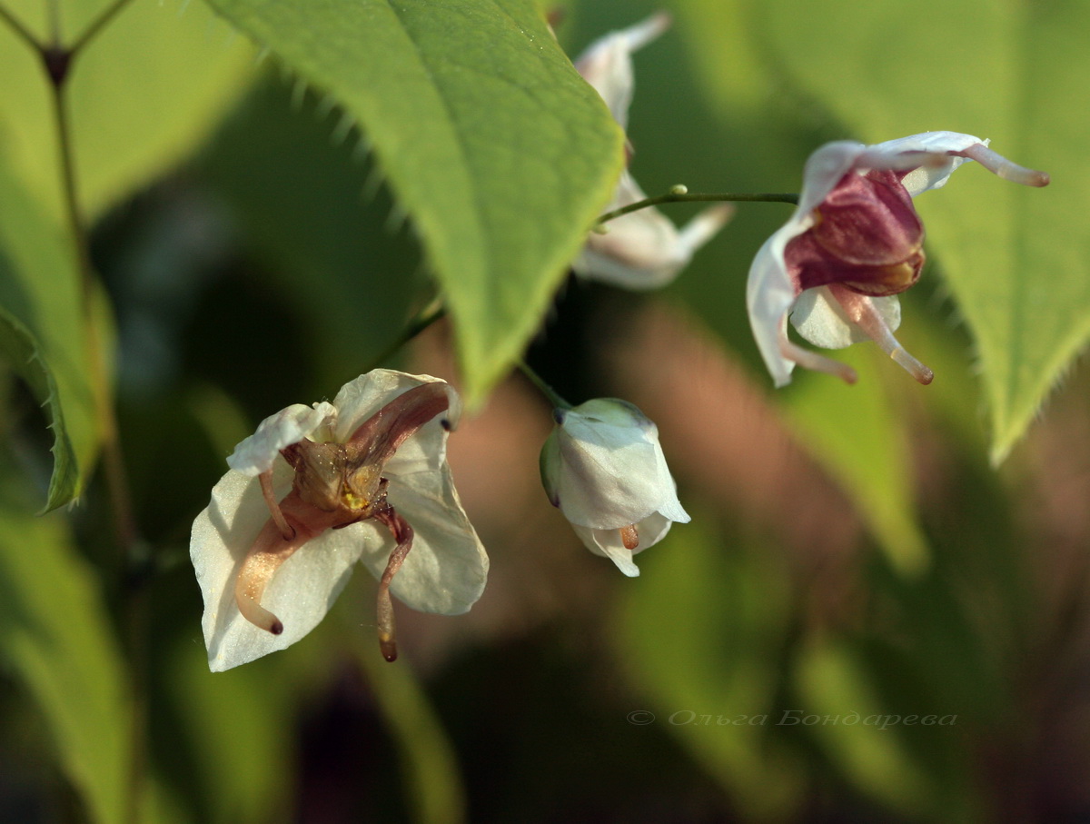 Изображение особи Epimedium epsteinii.