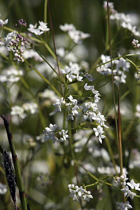 Image of Galium palustre specimen.